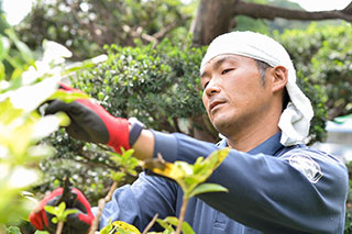 庭木のお手入れの目的